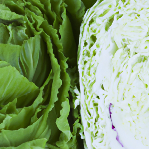 Differences between Lettuce and Cabbage